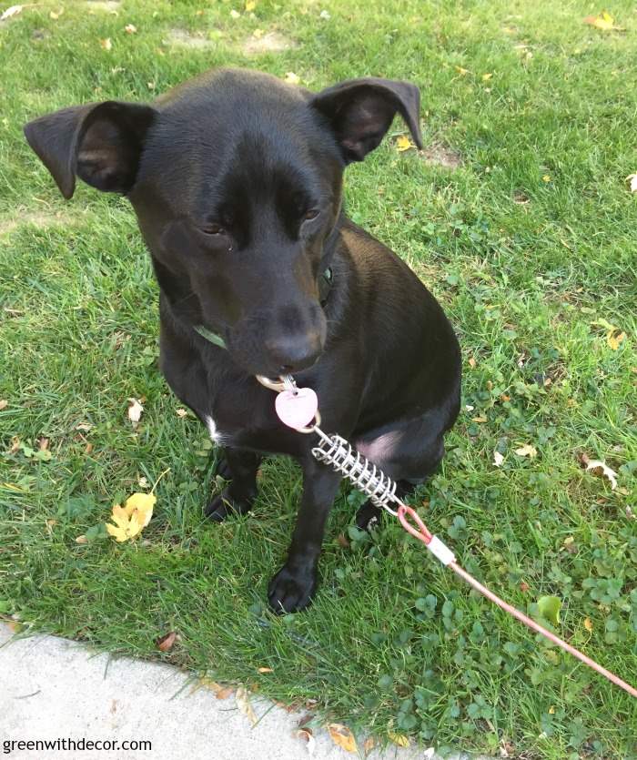 A black dog sitting in the grass.