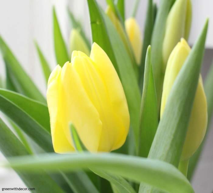 yellow tulip