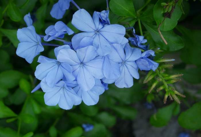 Bright blue flowers on a bush in Folly Island