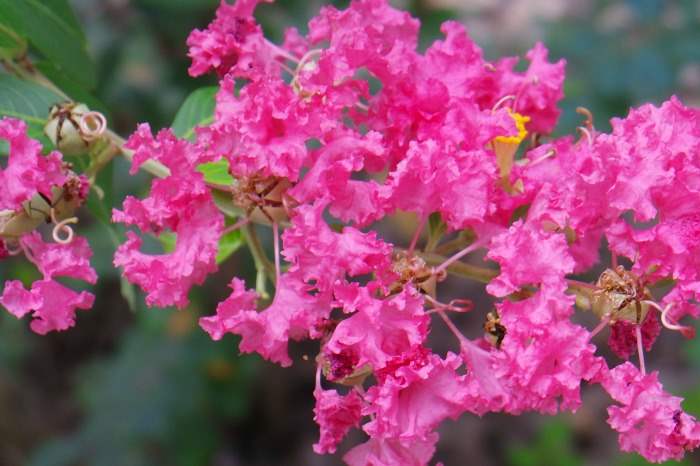 Bright pink flowers on Folly Beach