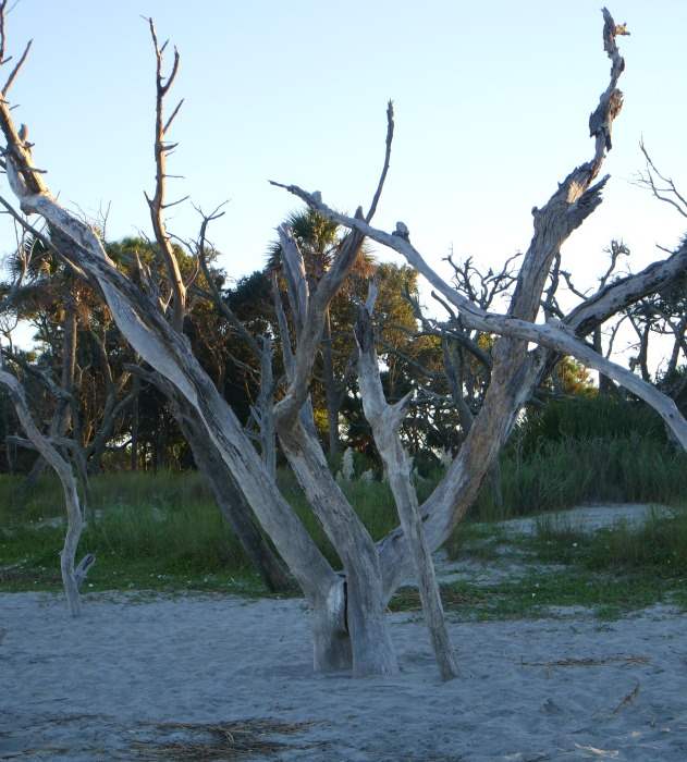 A tree stands on the beach in Folly Beach