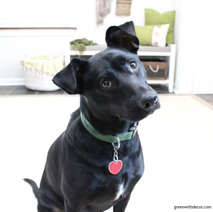 A black dog sits in the foreground of the foyer.