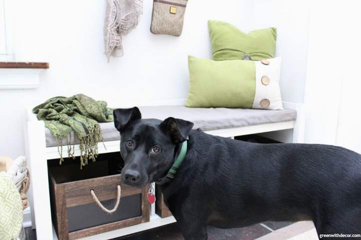 A black dog stands in front of the storage bench with green pillows and a blanket.