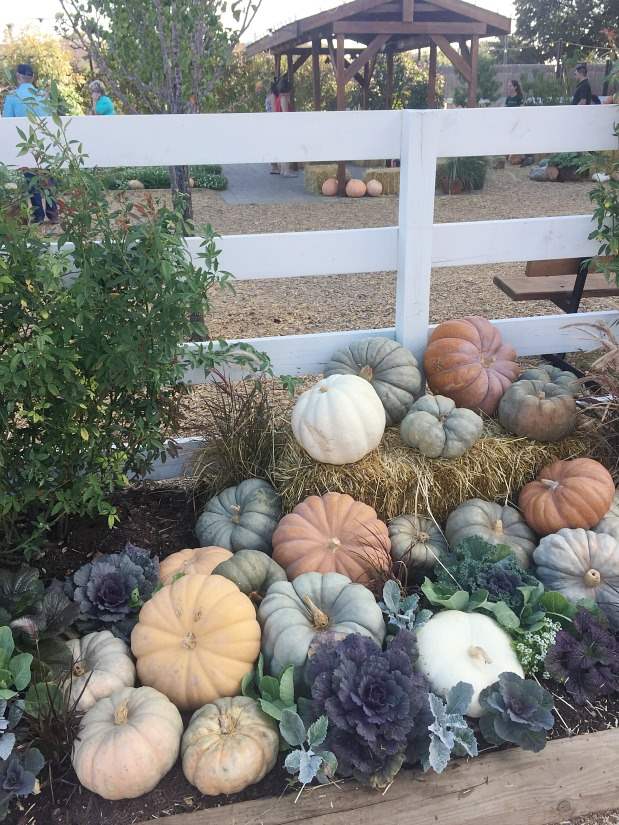 Our trip to Magnolia Market, fall decorating in the garden.
