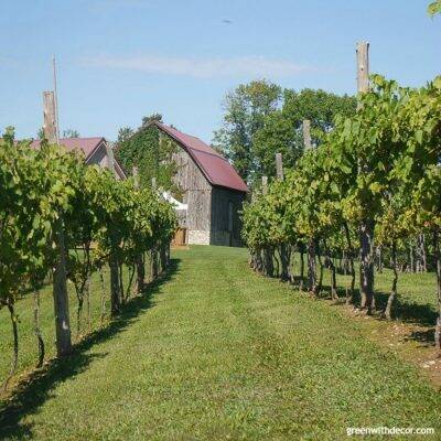 Wineries in Door County – the vineyard and barn at Simon Creek Vineyard & Winery