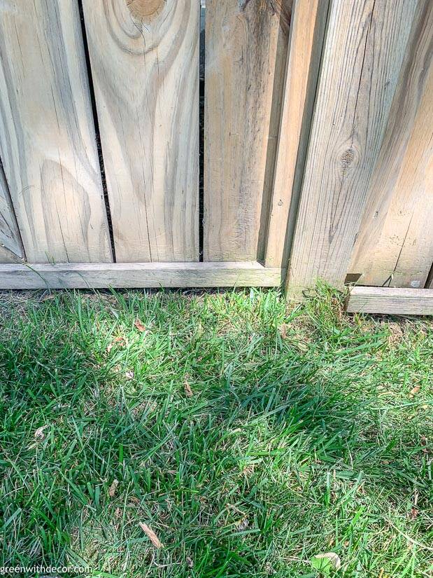 Grass along fence after trimmer