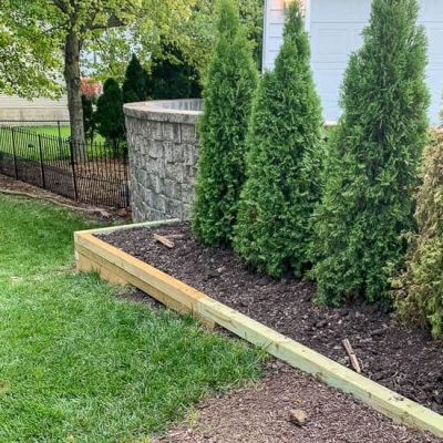 DIY planter with Arborvitae