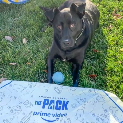 Black lab with blue ball laying in grass