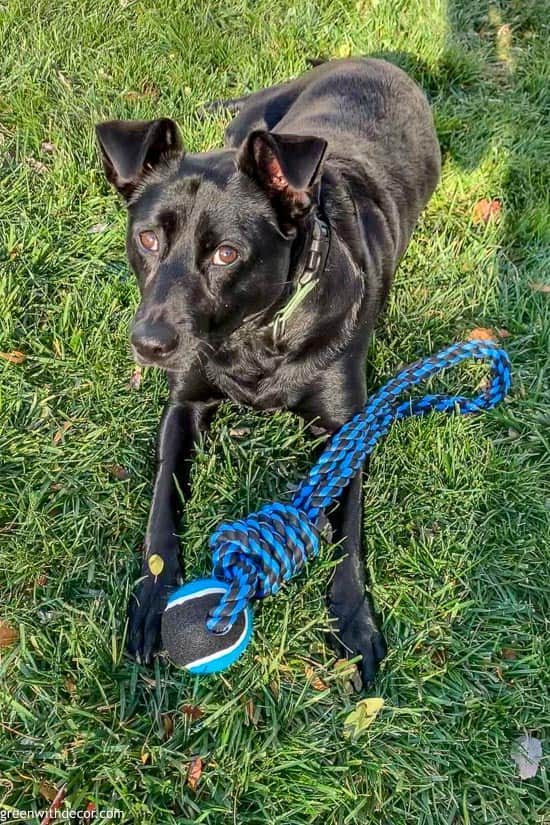 Black lab with blue + black rope toy laying in the grass