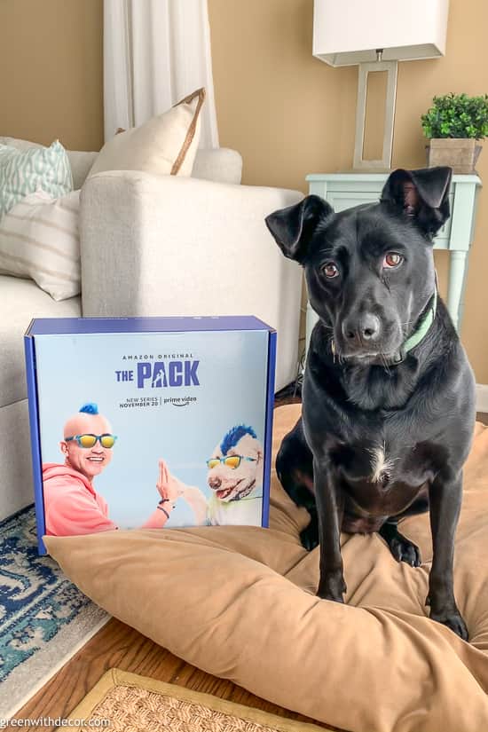 Black lab dog with'The Pack' box