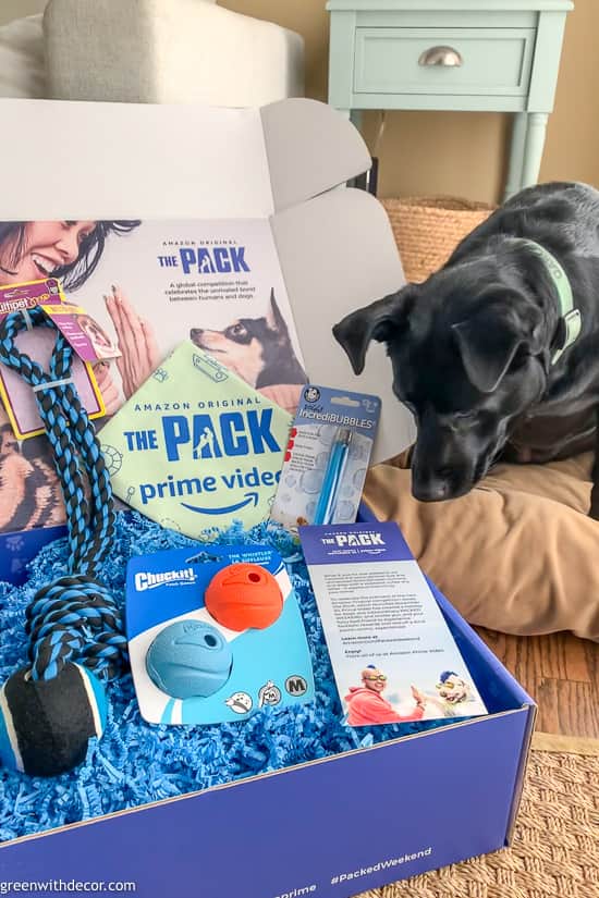 Black lab dog with'The Pack' open box
